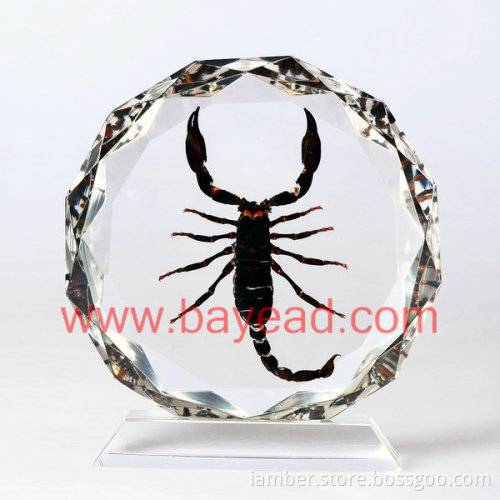 Real Insect Amber Desktop Decoration, Good For Business Gift, Office Gift